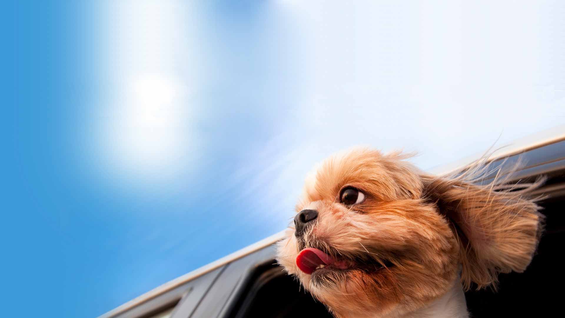 fullscreen Pets Transport